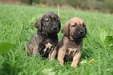 FILA BRASILEIRO 182